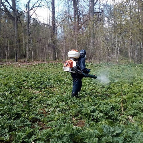 Заказать уничтожение борщевика Лубянка