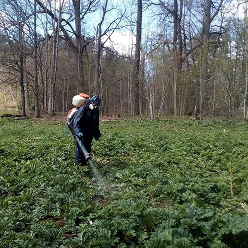 Заказать уничтожение борщевика Усть-Ижора