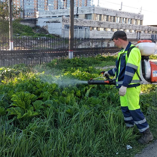 Заказать уничтожение борщевика Динамо