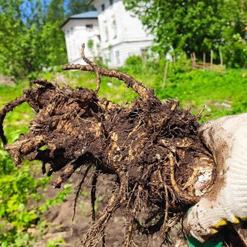 Заказать уничтожение борщевика Шушары