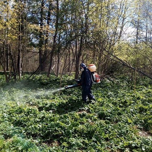 Заказать уничтожение борщевика Нижегородская