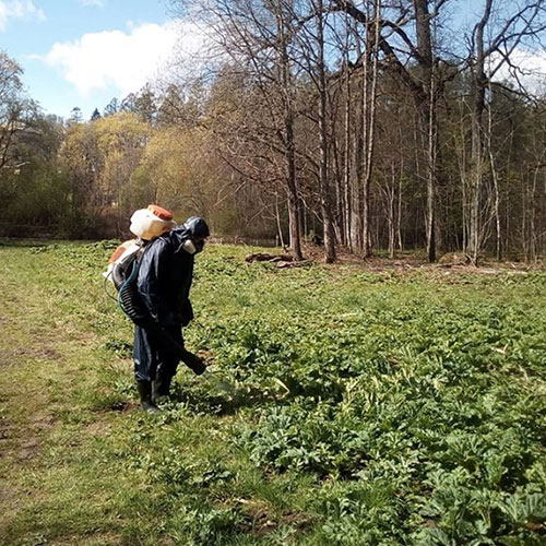 Заказать уничтожение борщевика Звёздное