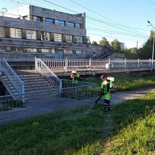 Заказать уничтожение борщевика Щаповское