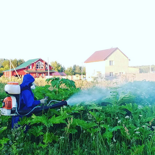 Заказать уничтожение борщевика Кунцевская-Б