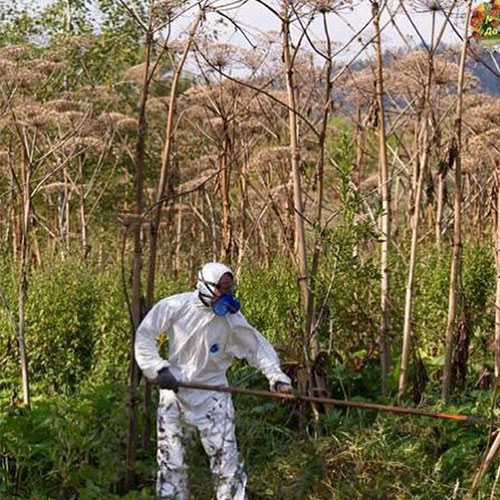 Заказать уничтожение борщевика Деденево